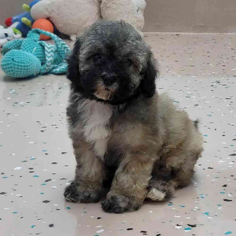 Female Bichonpoo Puppy for Sale in Virginia Beach, VA