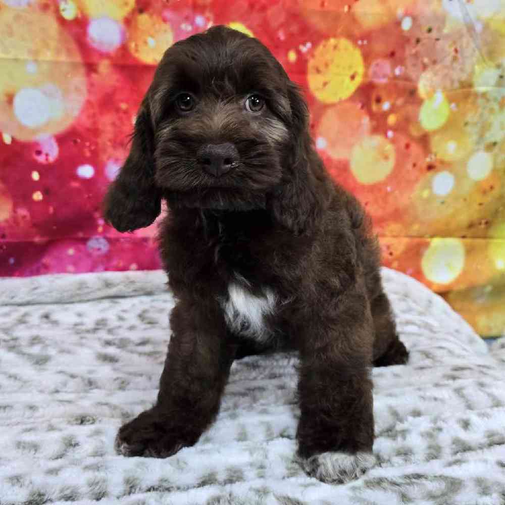 Female Cockapoo Puppy for Sale in Virginia Beach, VA