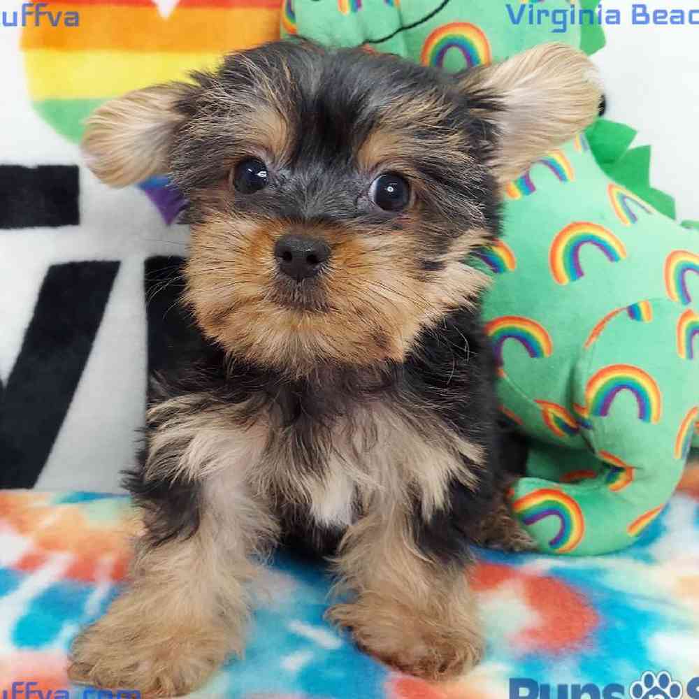 Male Yorkie Puppy for sale