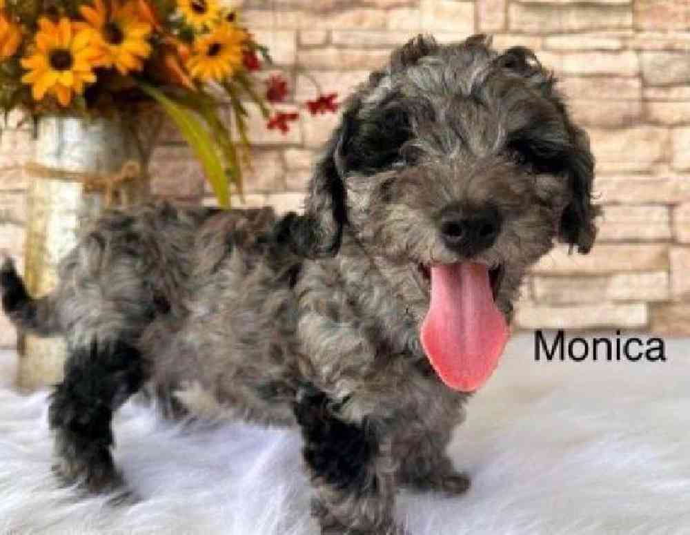 Female Mini Goldendoodle Puppy for Sale in Virginia Beach, VA