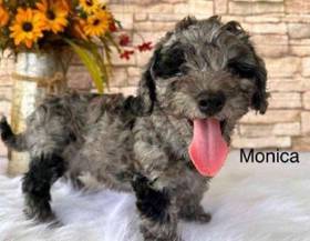 Mini Goldendoodle