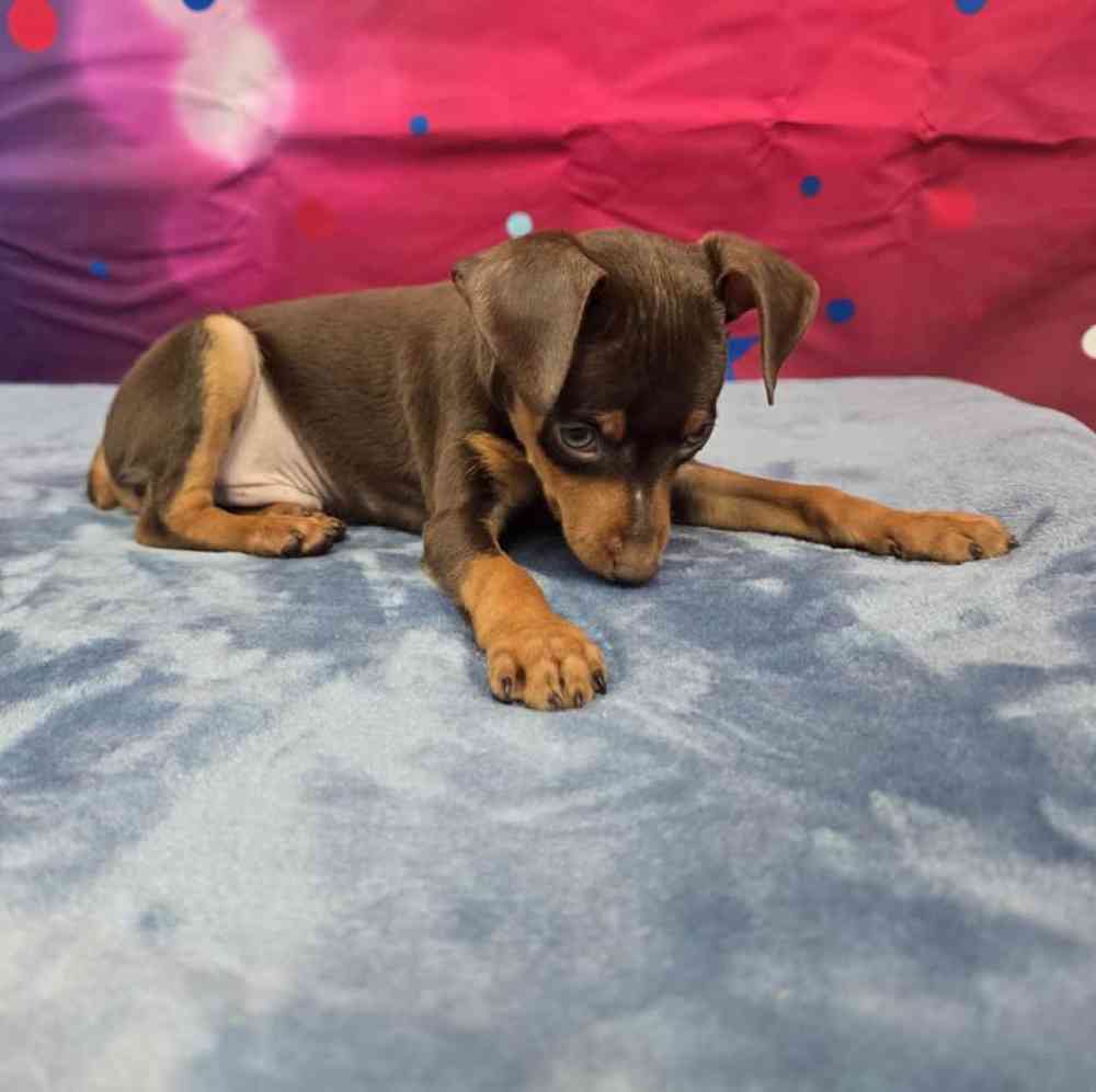 Male Min Pin Puppy for Sale in Virginia Beach, VA
