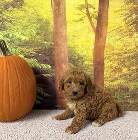 Mini Goldendoodle