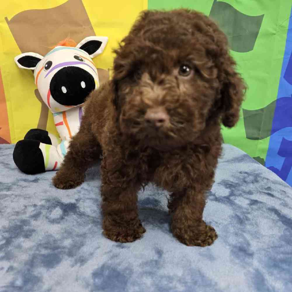 Male Poodle Puppy for Sale in Virginia Beach, VA