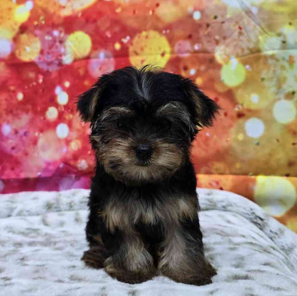 Female Yorkie Puppy for Sale in Virginia Beach, VA