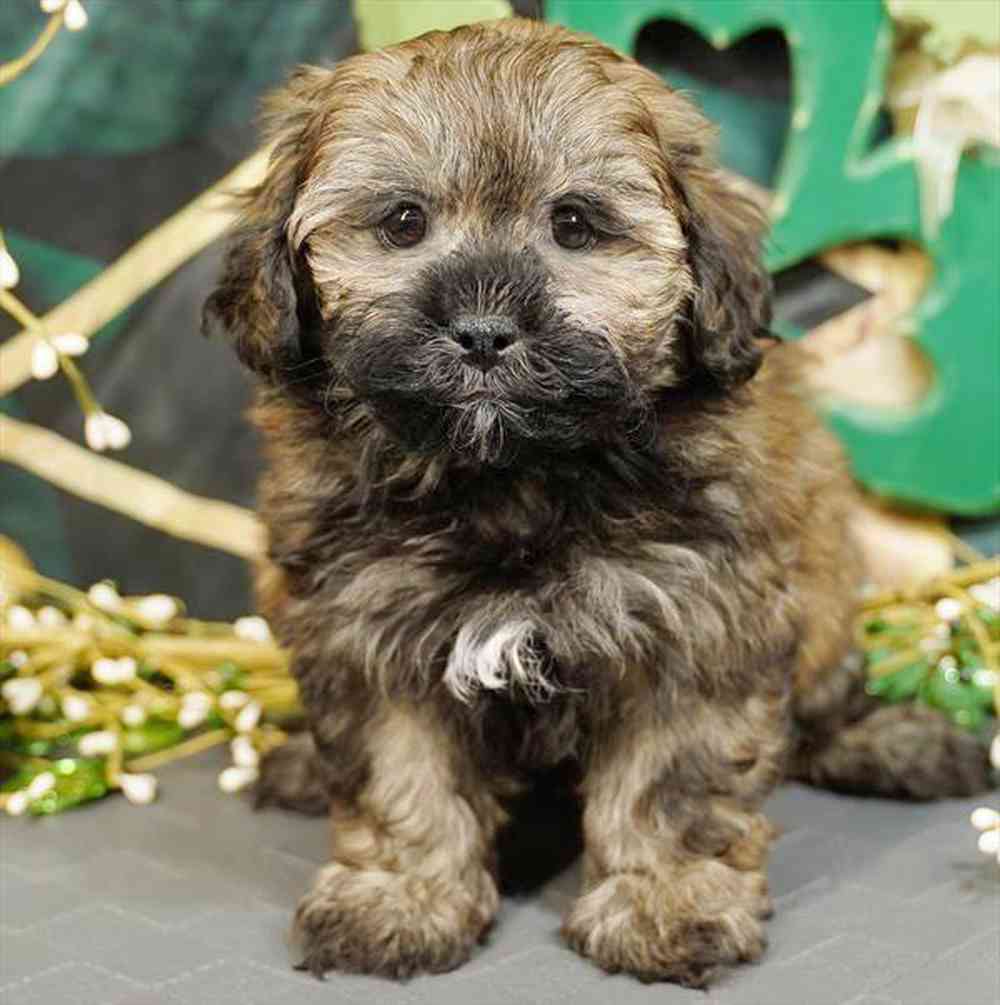 carousel pet images