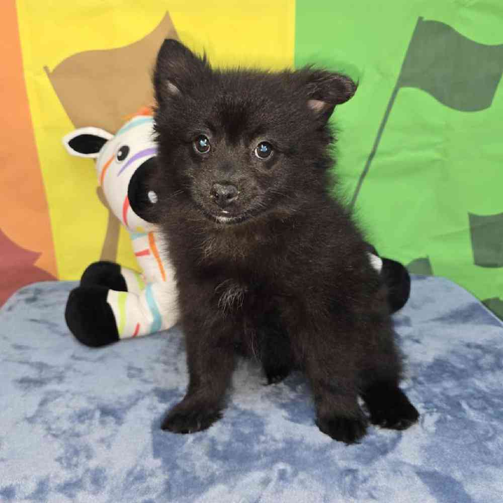 Female Pomeranian Puppy for Sale in Virginia Beach, VA