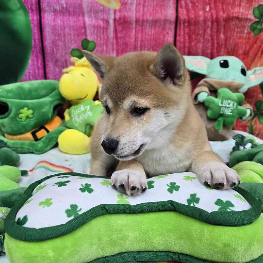 Male Shiba Inu Puppy for Sale in Virginia Beach, VA