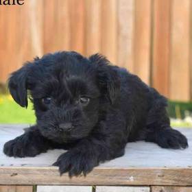 Yorkie-Poo