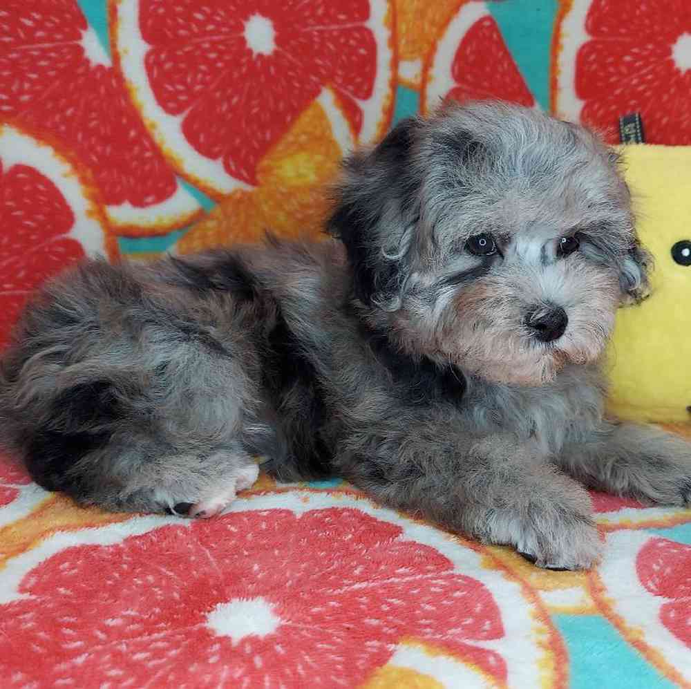 Female Maltipoo Puppy for sale