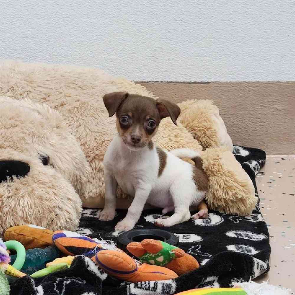 Male Rat-Chi Puppy for Sale in Virginia Beach, VA