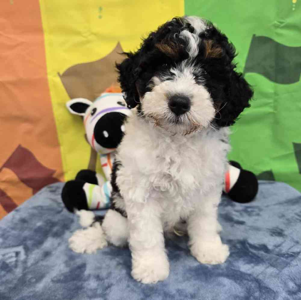 Male Mini Bernadoodle Puppy for Sale in Virginia Beach, VA