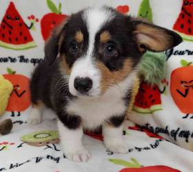 Pembroke Welsh Corgi