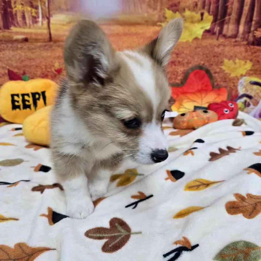 Male Pembroke Welsh Corgi Puppy for Sale in Virginia Beach, VA