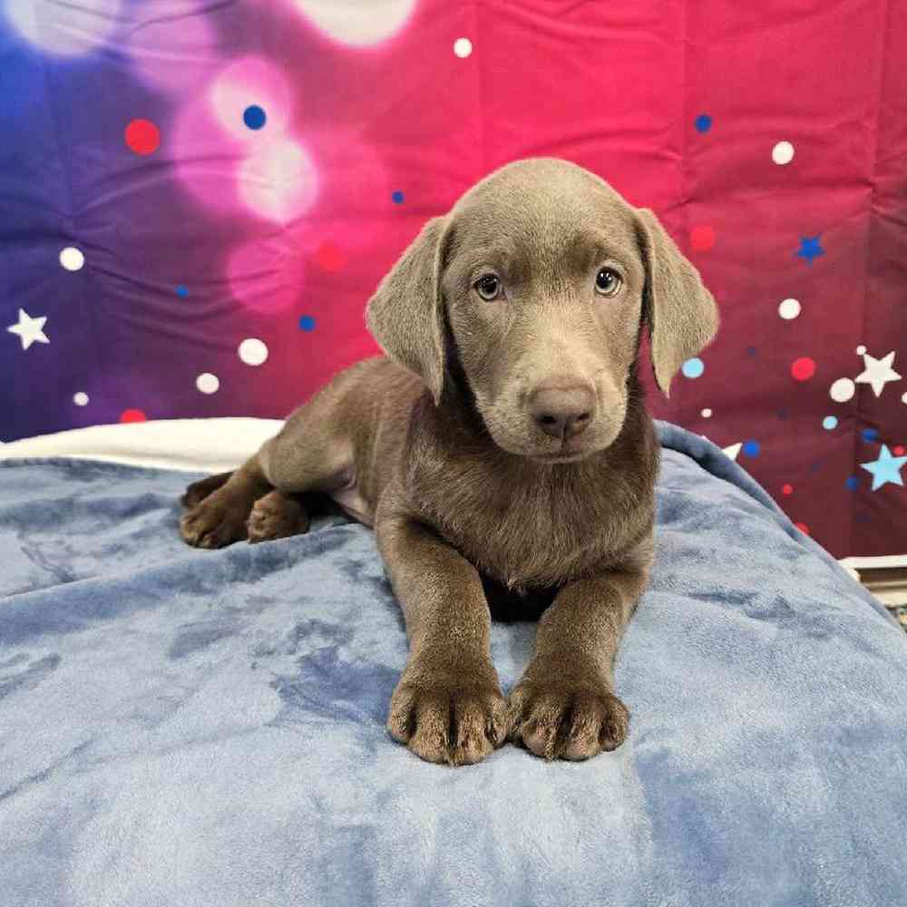 Female Labrador Retriever Puppy for Sale in Virginia Beach, VA