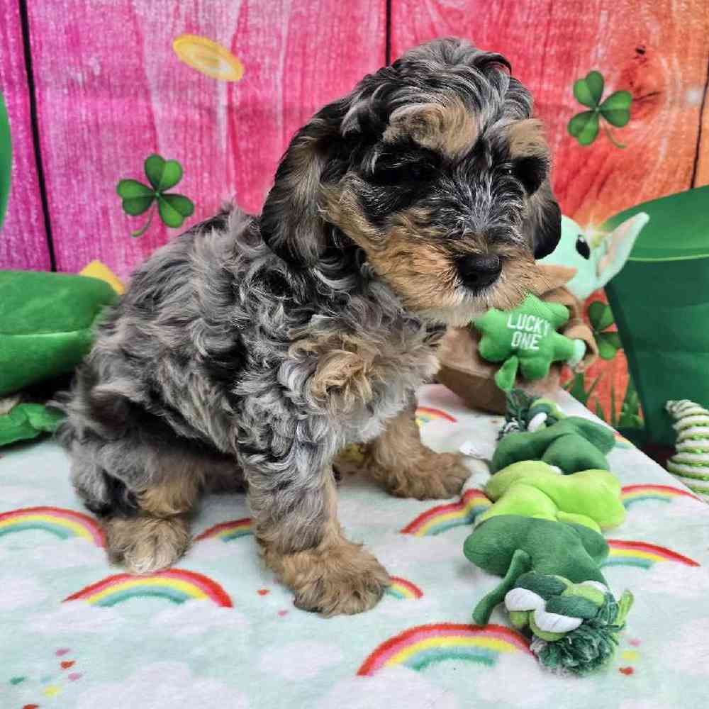Male Mini Bernadoodle Puppy for Sale in Virginia Beach, VA