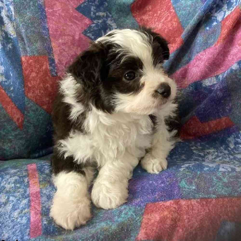 Male Papipoo Puppy for sale