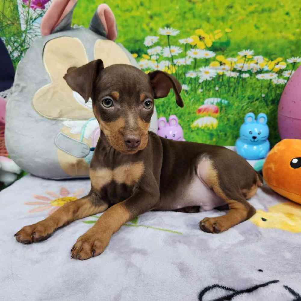 Male Min Pin Puppy for Sale in Virginia Beach, VA