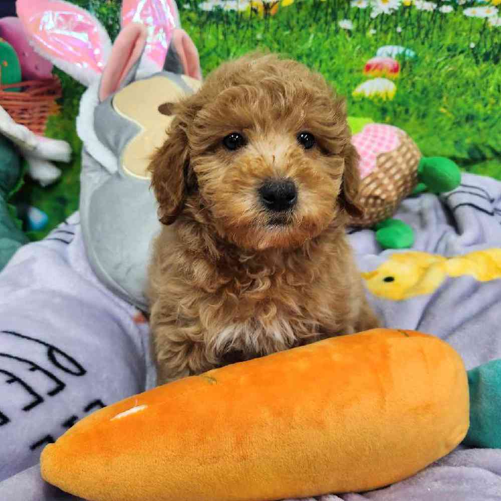 Male Mini Woodle Puppy for Sale in Virginia Beach, VA