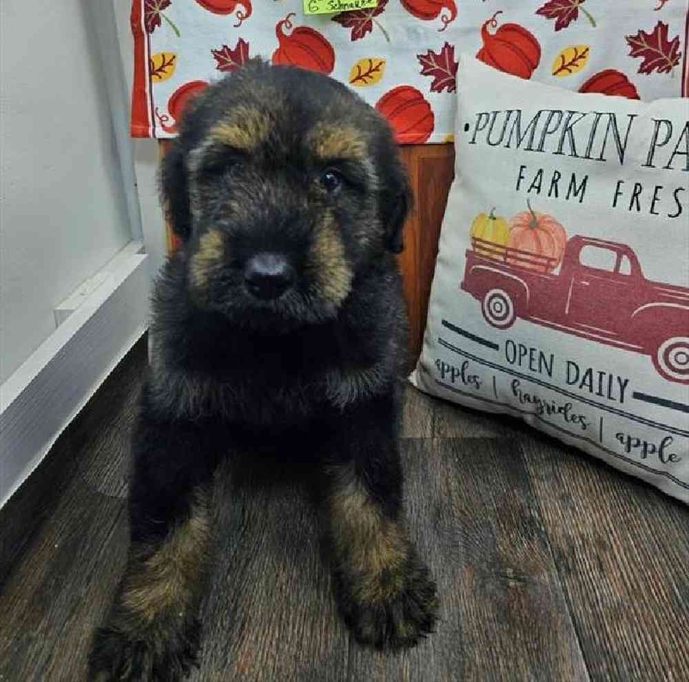 Male Giant Schnauzer Puppy for Sale in Virginia Beach, VA
