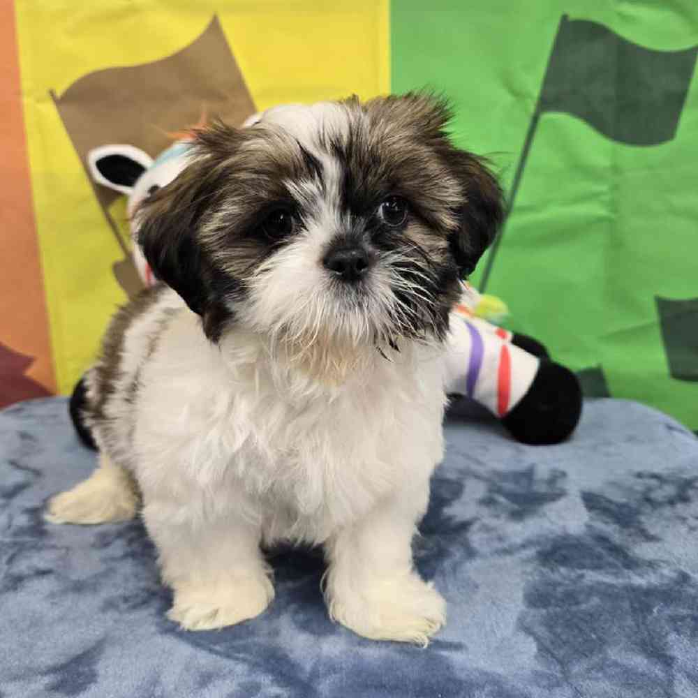 Male Shih Tzu Puppy for Sale in Virginia Beach, VA