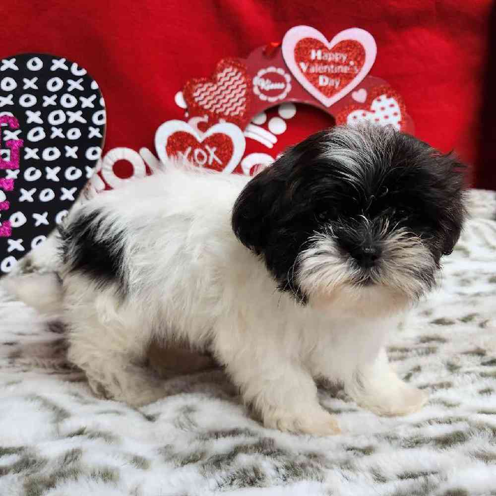 Male Shih Tzu Puppy for Sale in Virginia Beach, VA