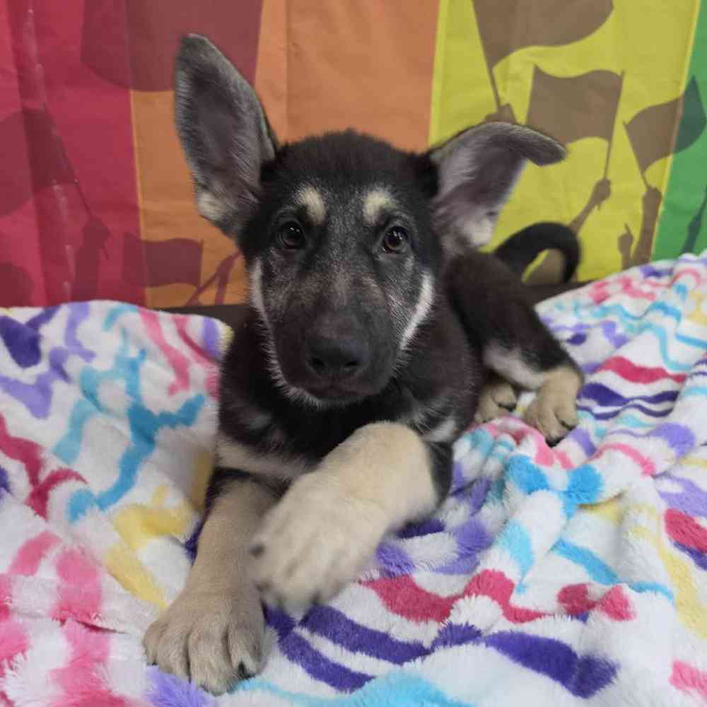 Male German Shepherd Puppy for Sale in Virginia Beach, VA