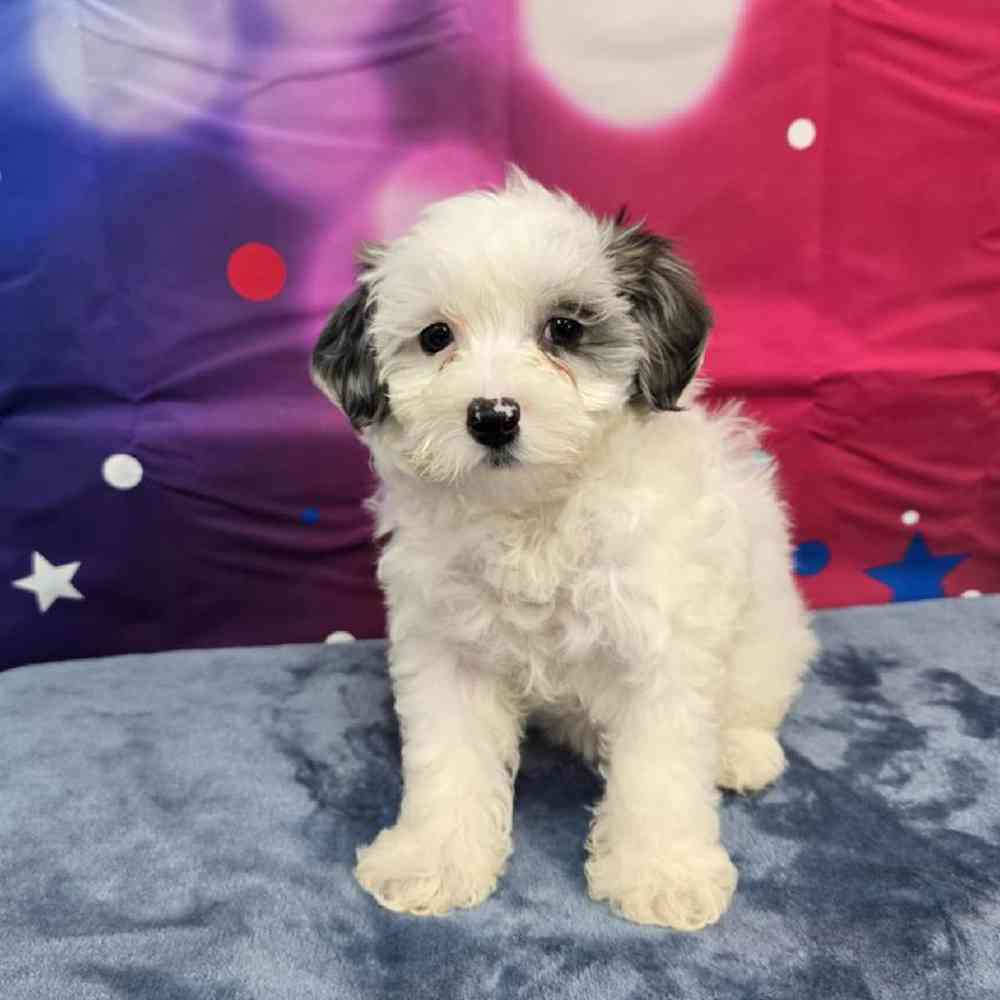 Female Maltipoo Puppy for Sale in Virginia Beach, VA