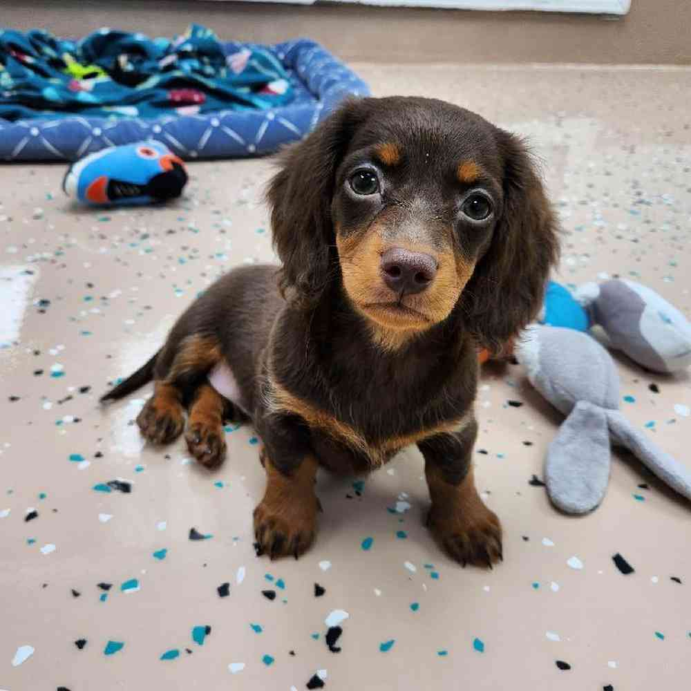 Female Dachshund Puppy for Sale in Virginia Beach, VA