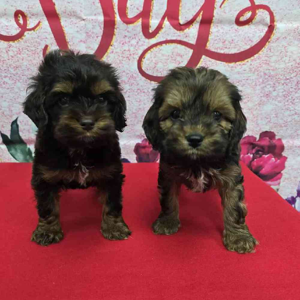 Male Cockapoo Puppy for Sale in Virginia Beach, VA