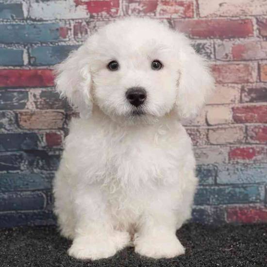 Bichon