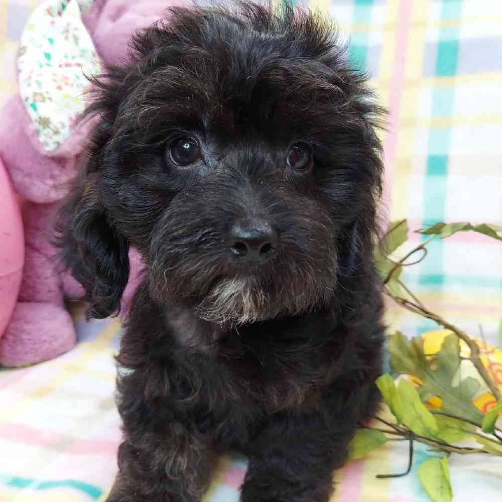 Male Dachshund-Cavalier King Charles Spaniel Puppy for sale
