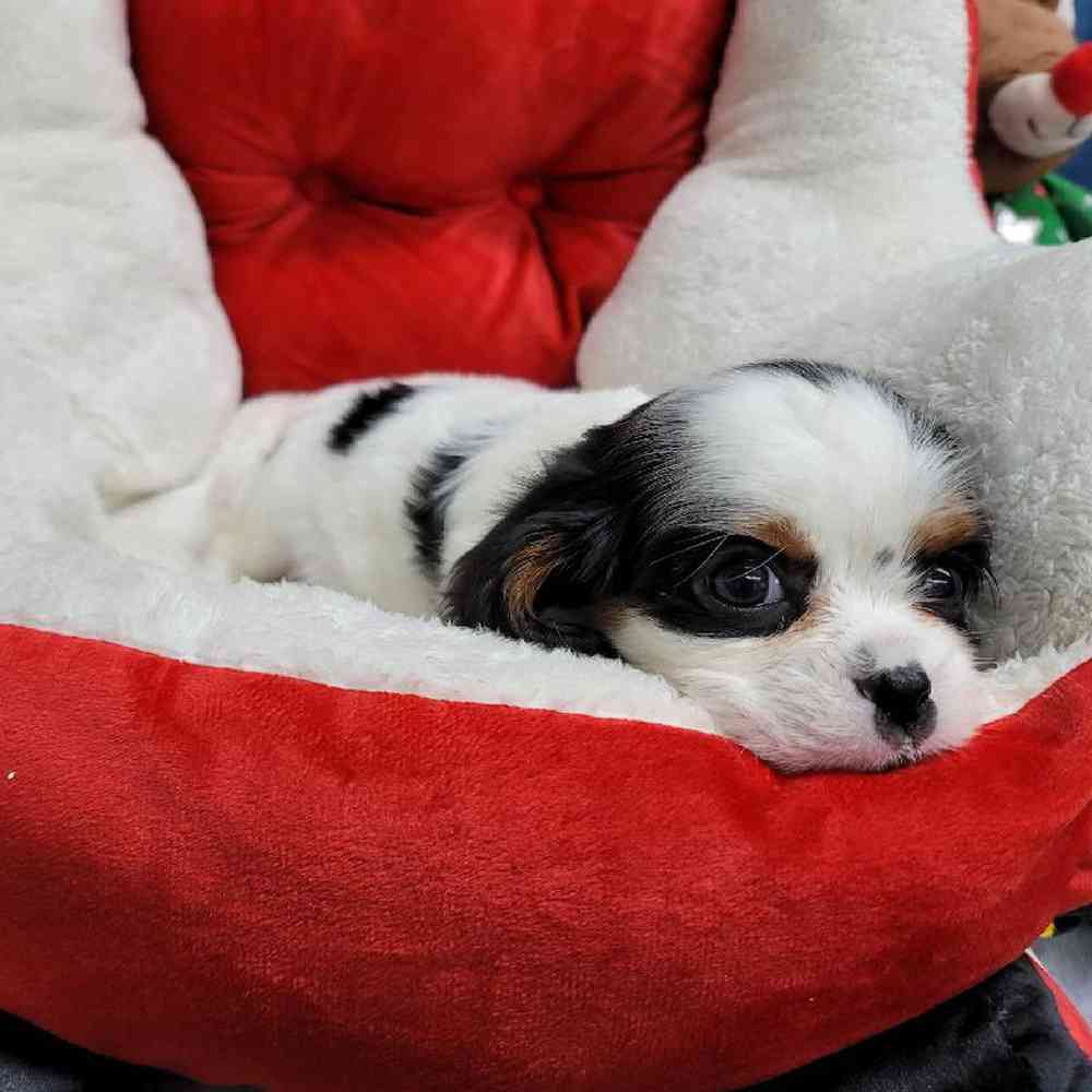 Male Cavalier King Charles Spaniel Puppy for Sale in Virginia Beach, VA