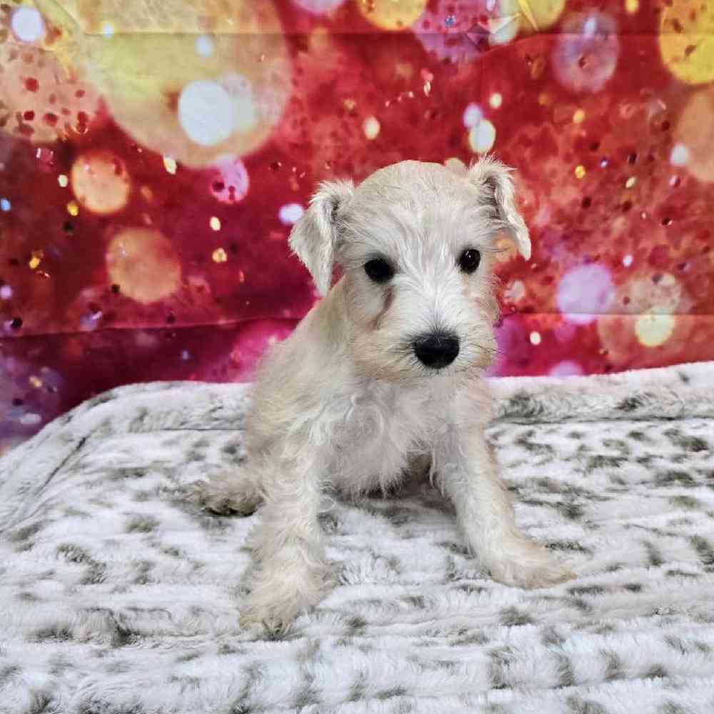 Male Mini Schnauzer Puppy for Sale in Virginia Beach, VA