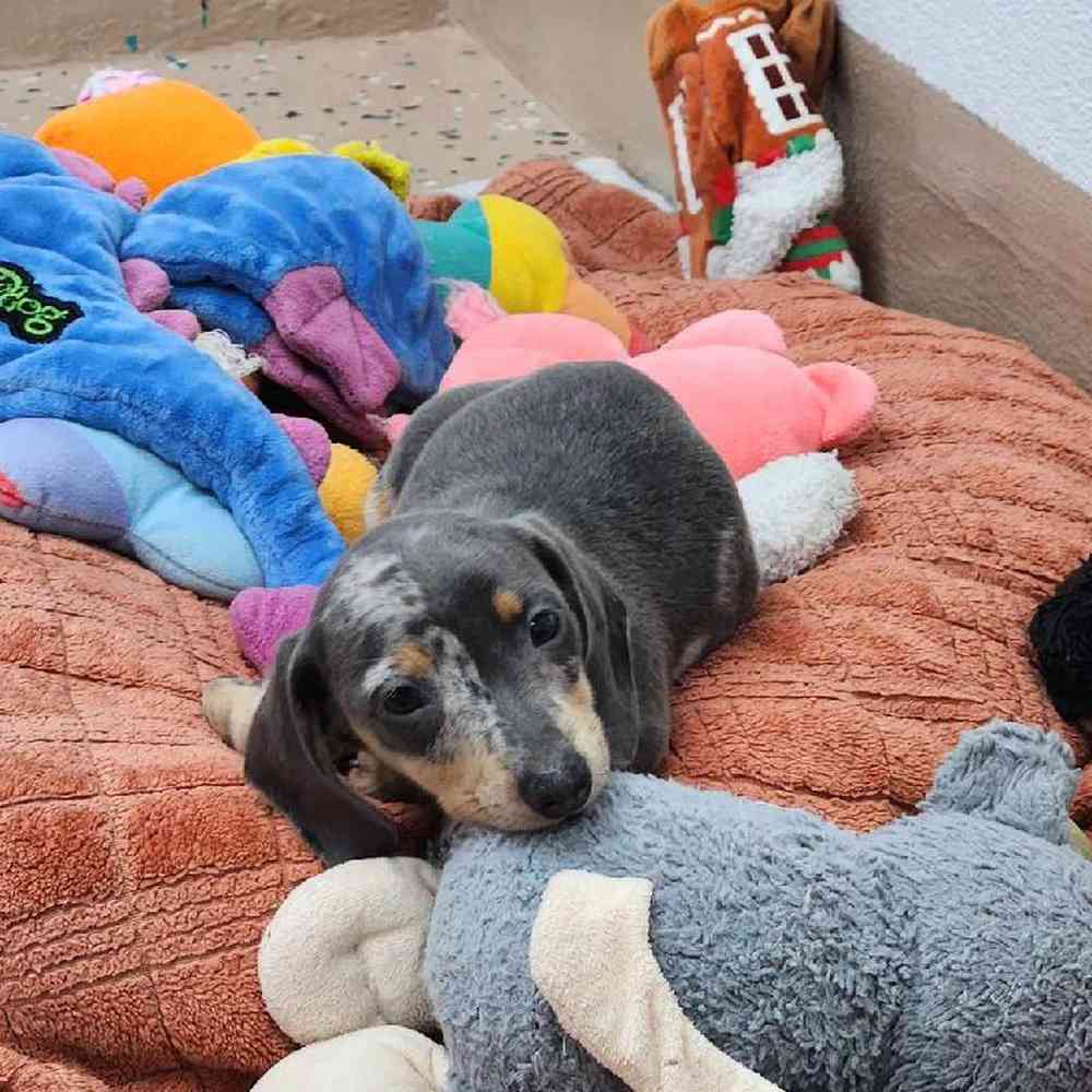 Male Dachshund Puppy for Sale in Virginia Beach, VA
