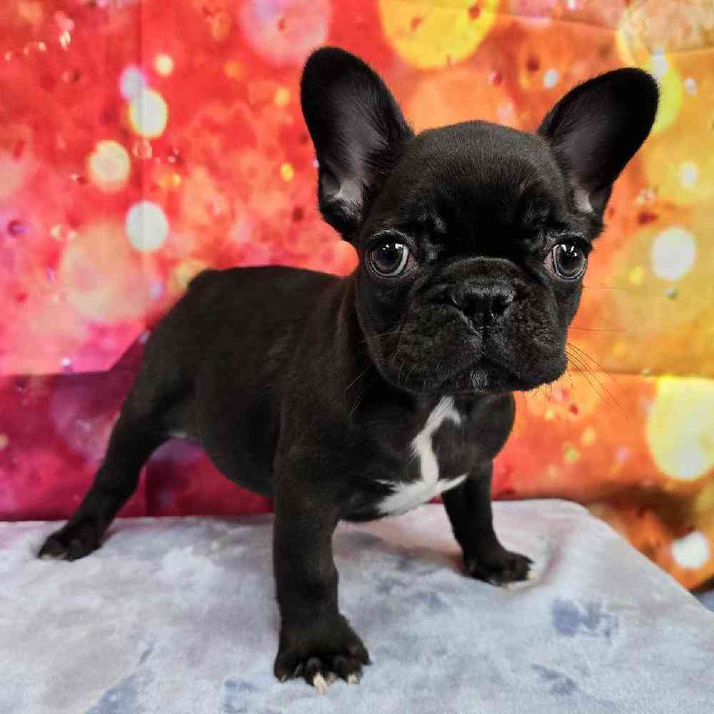 Female French Bulldog Puppy for Sale in Virginia Beach, VA