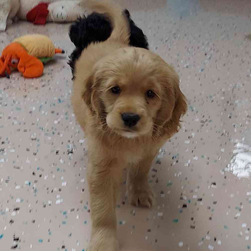 Female Comfort Retriever Puppy for sale