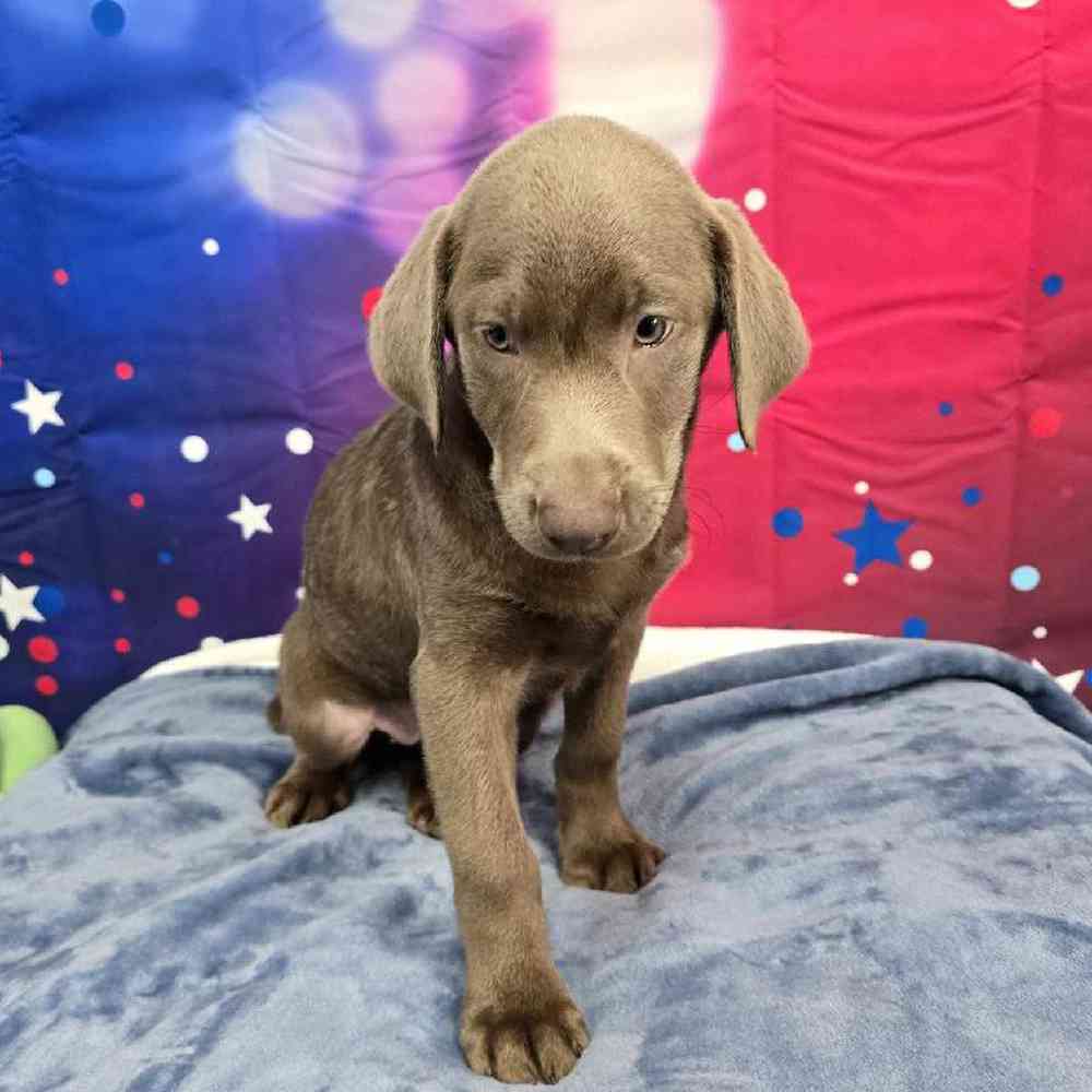 Female Labrador Retriever Puppy for Sale in Virginia Beach, VA
