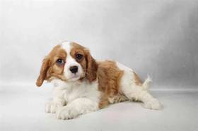 Cavalier King Charles Spaniel