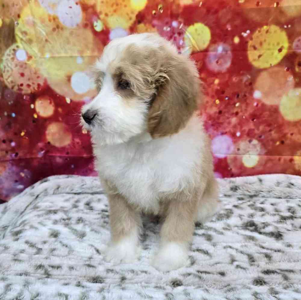 Male Mini Woodle Puppy for Sale in Virginia Beach, VA