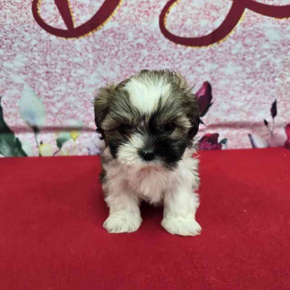 Female Shih Tzu Puppy for Sale in Virginia Beach, VA