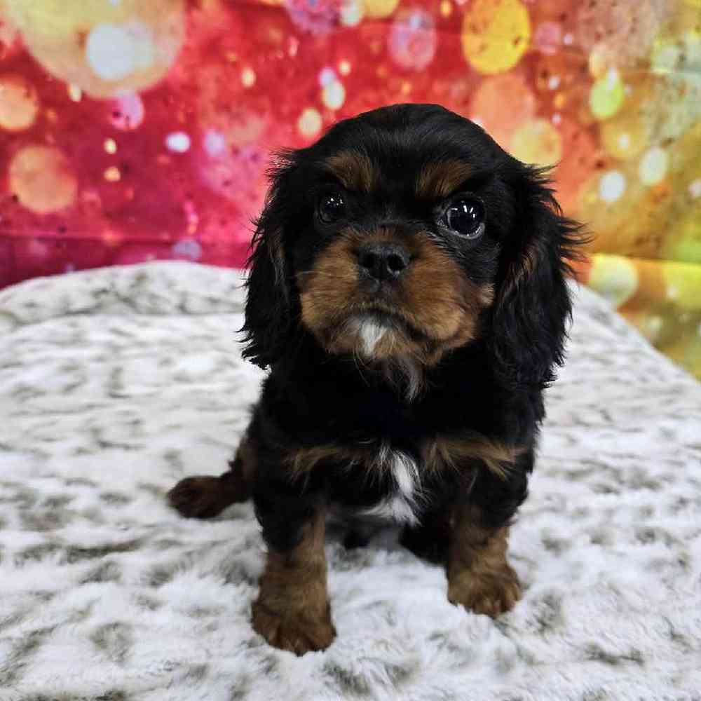 Male Cavalier King Charles Spaniel Puppy for Sale in Virginia Beach, VA