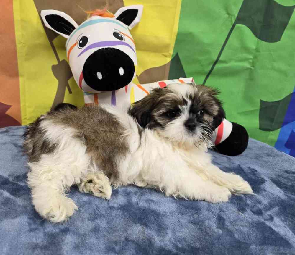 Male Shih Tzu Puppy for Sale in Virginia Beach, VA