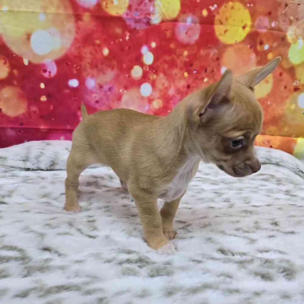 Female Chihuahua Puppy for Sale in Virginia Beach, VA