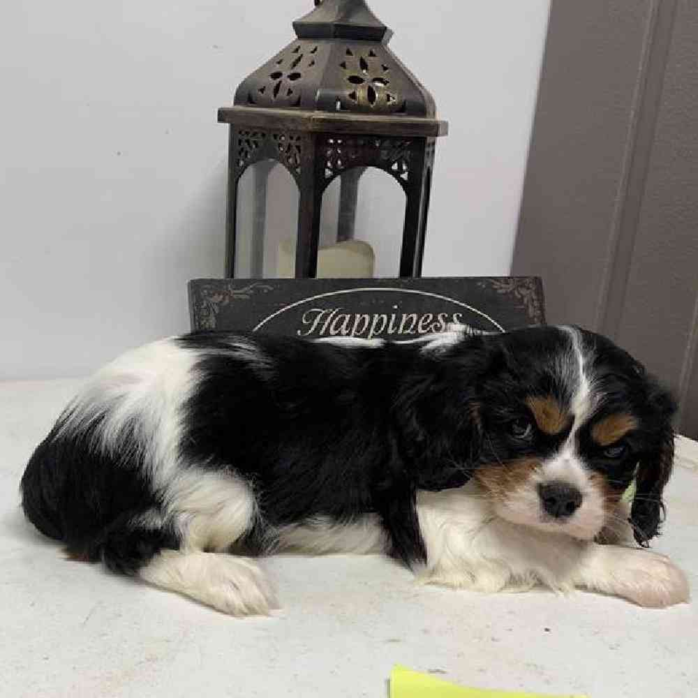 Male Cavalier King Charles Spaniel Puppy for Sale in Virginia Beach, VA