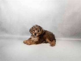 Yorkie-Poo