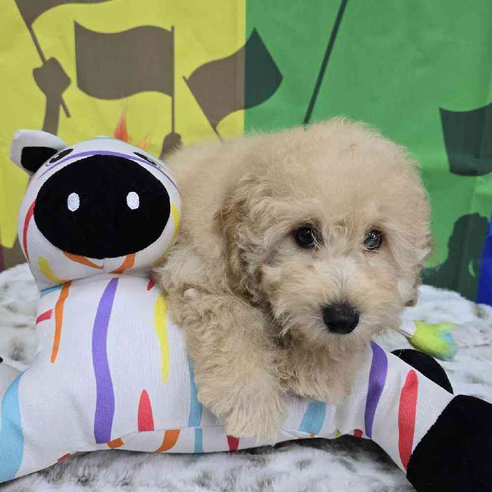 Male Mini Poodle Puppy for Sale in Virginia Beach, VA
