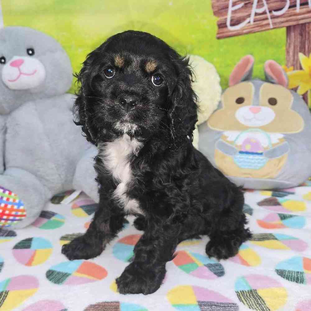 Male Cocker Spaniel Puppy for Sale in Virginia Beach, VA