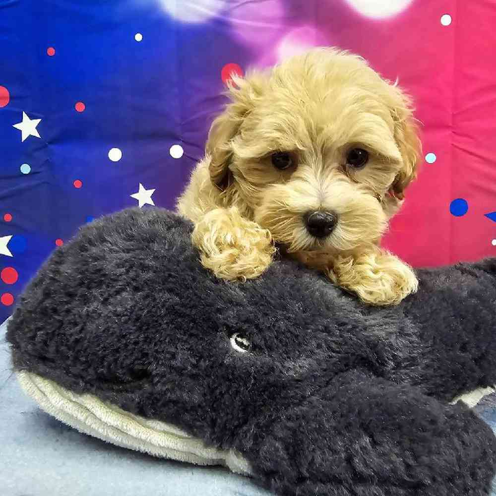 Male Maltipoo Puppy for Sale in Virginia Beach, VA
