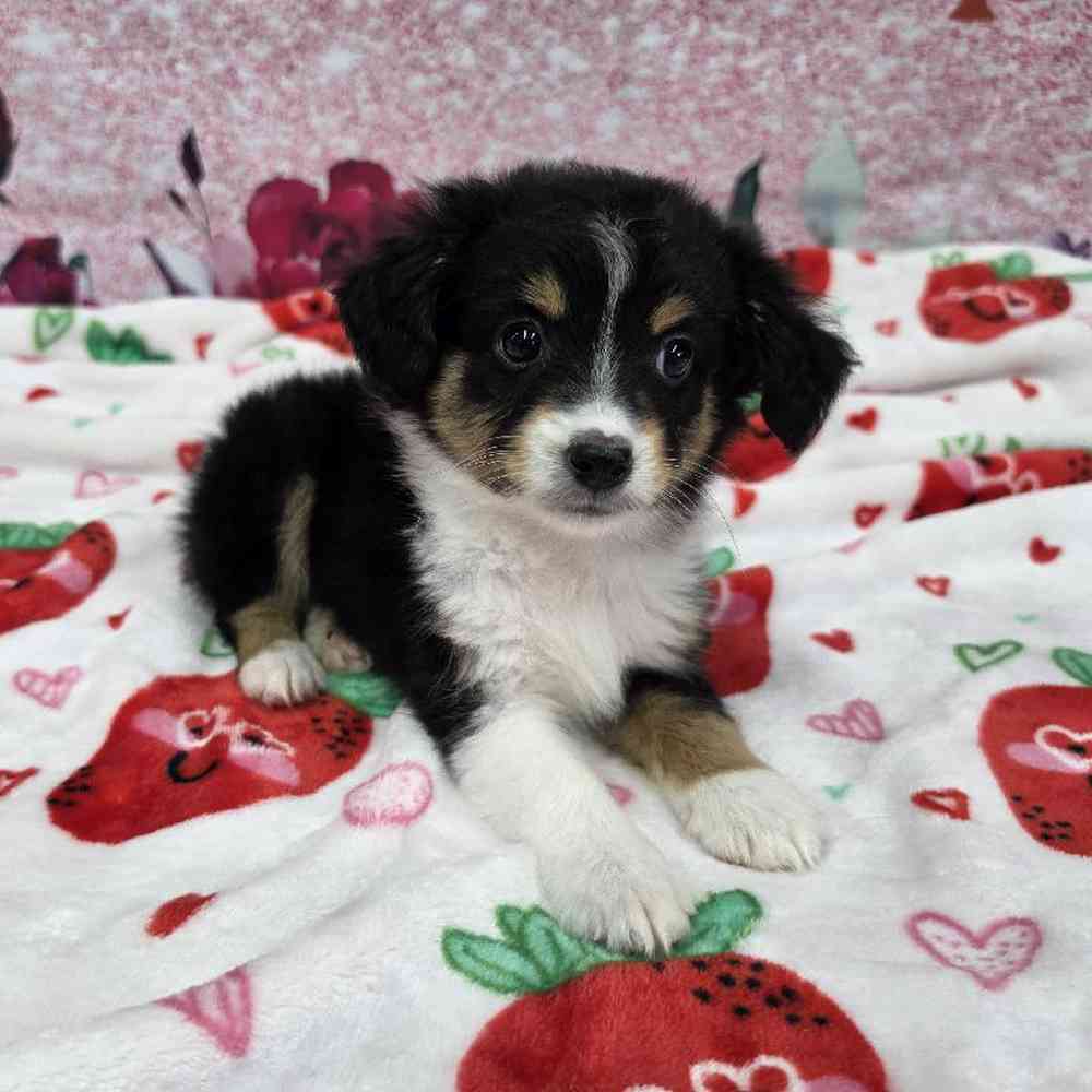 Female Mini Aussie Puppy for Sale in Virginia Beach, VA